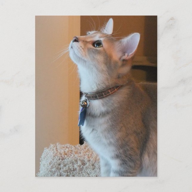 Jasper Blank Kitten Photo Postcard Vykort (Framsida)