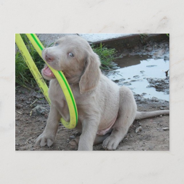 Jasper hämta den vykort (Framsida)