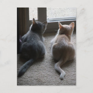 Jasper & Kaylee Kitten Blank vykort