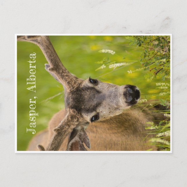 Jasper-postkort Vykort (Framsida)