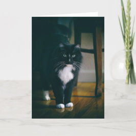 Jasper the tuxedo cat kort