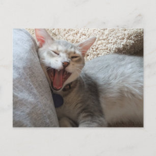 Jasper Yawning Kitten Photo Postcard Vykort