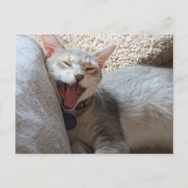 Jasper Yawning Kitten Photo Postcard Vykort (Framsida)