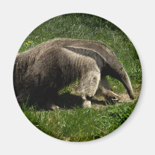 Jätte- Anteater Magnet