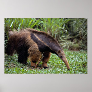Jätte- anteater (Myrmecophagatridactylaen) Poster