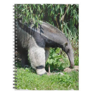 Jätte- Anteateranteckningsbok Anteckningsbok