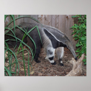 Jätte- Anteaterfotoaffisch Poster