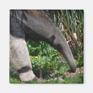 Jätte- Anteaterfotomagnet Magnet
