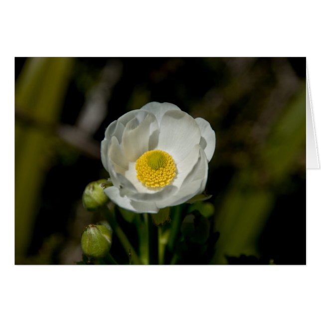 Jätte- bergButtercup Hälsningskort (Framsidan Horizontal)