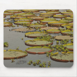 Jätte eller Victoria liljor Victoria amazonica, Musmatta