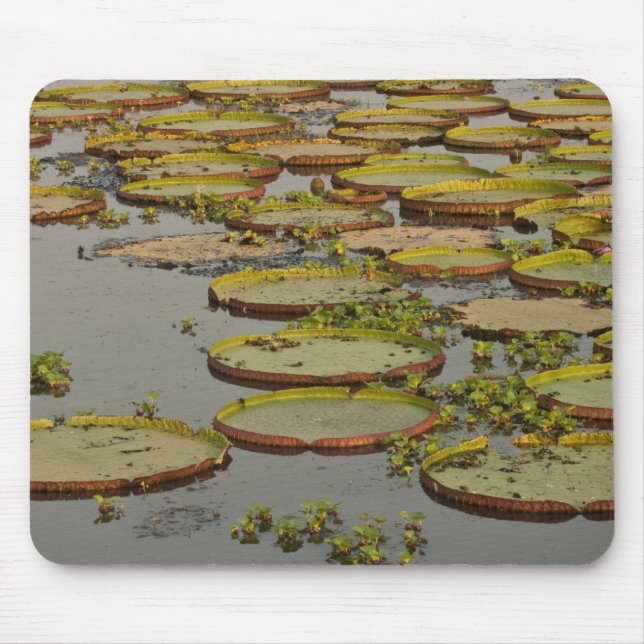 Jätte eller Victoria liljor Victoria amazonica, Musmatta (Framsidan)