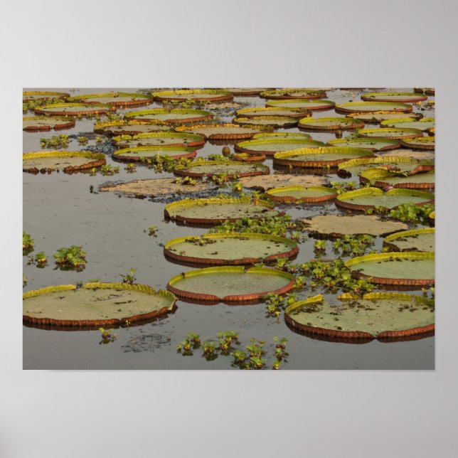 Jätte eller Victoria liljor Victoria amazonica, Poster (Framsidan)