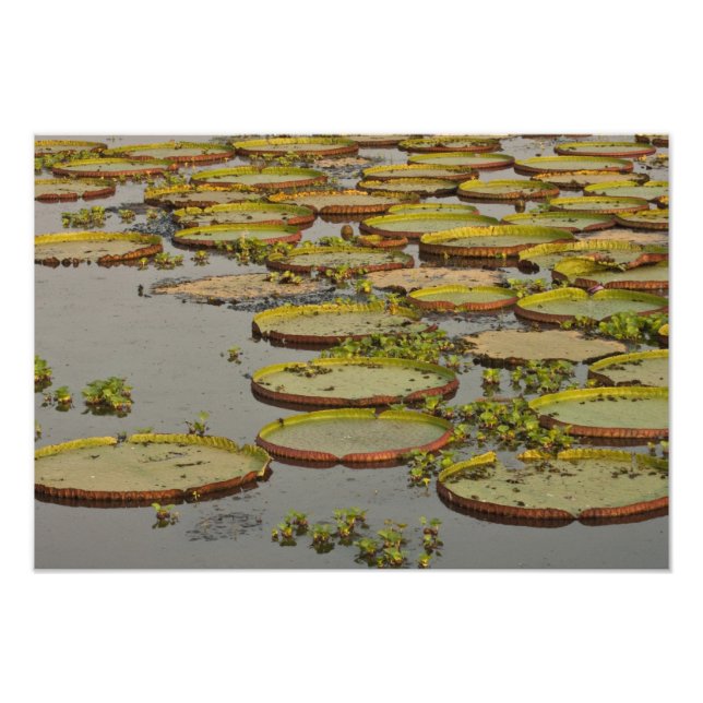 Jätte- eller Victorianäckrosor Victoria amazonica, Fototryck (Framsidan)