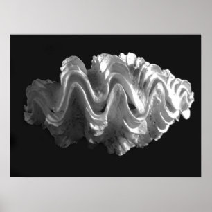 Jätte- Frilled squamosa för Poster