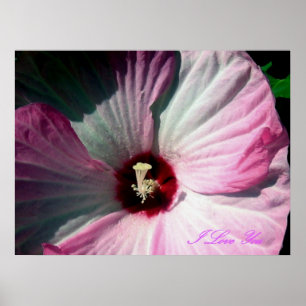 Jätte- hibiskusaffisch poster