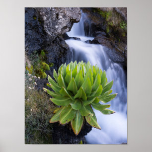 Jätte Korsört Eller Dendrosenecio 2 Poster