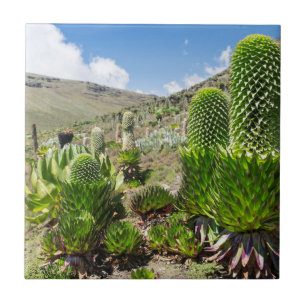 Jätte Lobelia (Lobelia Deckenii) på Mount Kenya Kakelplatta