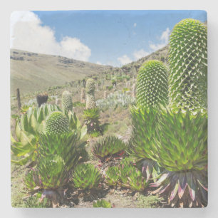 Jätte Lobelia (Lobelia Deckenii) på Mount Kenya Stenunderlägg