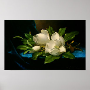 Jätte- Magnolias på en affisch för