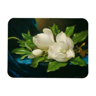 Jätte- Magnolias på en blåttsammettrasa, c.1890 Magnet