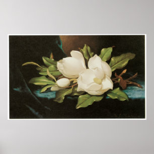 Jätte- Magnolias på en blåttsammettrasa, c.1890 Poster