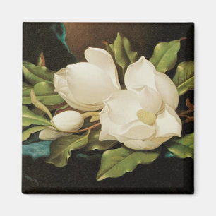 Jätte- Magnolias på en blåttsammettrasa vid MJ Magnet