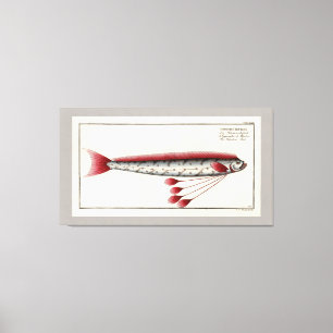 Jätte- Oarfishvintagetryck Canvastryck