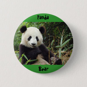 jätte-panda-china-stort (1), Panda, björn Knapp