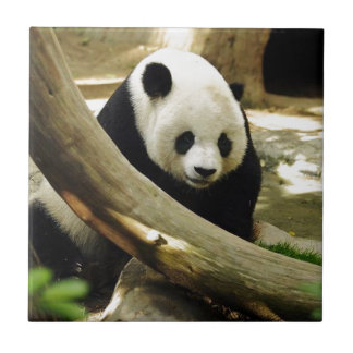 Jätte- Panda Gao Gao på den San Diego zooen Kakelplatta