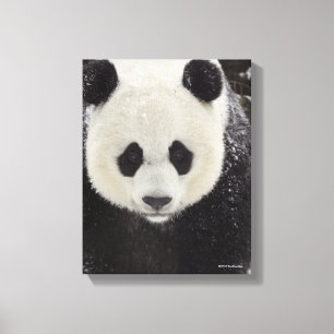 Jätte- Panda i snö Canvastryck