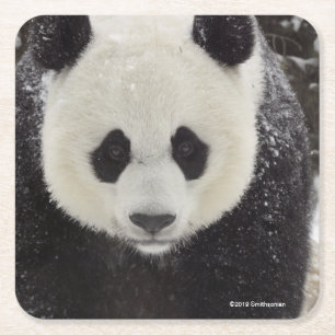 Jätte- Panda i snö Underlägg Papper Kvadrat