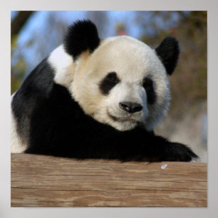 Jätte- Panda inramat tryck