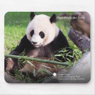 Jätte- Panda Mei Xiang Musmatta