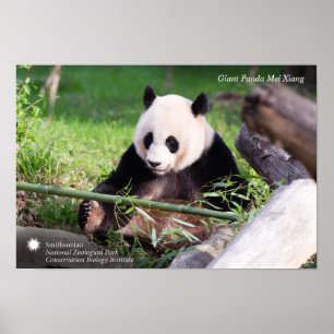 Jätte- Panda Mei Xiang Poster