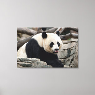 Jätte- Panda på stenar Canvastryck