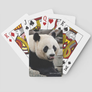 Jätte- Panda på stenar Casinokort