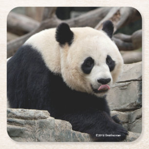 Jätte- Panda på stenar Underlägg Papper Kvadrat
