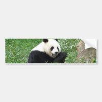 Jätte- Panda som äter bambu
