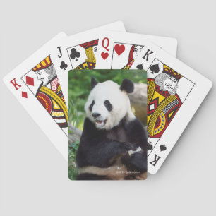 Jätte- Panda som äter bambu Casinokort