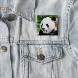 Jätte- Panda som äter bambu Knapp
