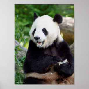 Jätte- Panda som äter bambu Poster