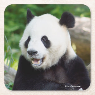 Jätte- Panda som äter bambu Underlägg Papper Kvadrat