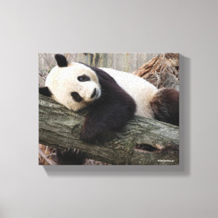 Jätte- Panda som kopplar av och kramar trädgren Canvastryck