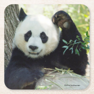 Jätte- Panda som vilar mot träd Underlägg Papper Kvadrat