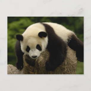 Jätte- pandabebis (Ailuropodamelanoleuca) 4 Vykort