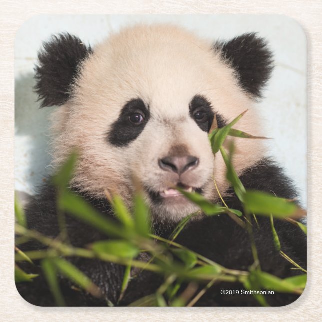 Jätte- Pandabenägenhet mot väggen Underlägg Papper Kvadrat (Framsidan)