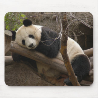 Jätte- Pandabjörn & babyPanda Mousepad Musmatta
