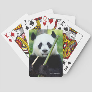 Jätte- Pandainnehavbambu Casinokort