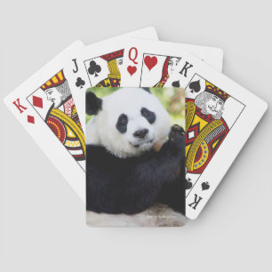 Jätte- Pandasitta Casinokort