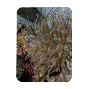 Jätte Rosa-tippad anemonmagnet Magnet